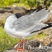gull_swallowtailed_spz_h_0279_ecu1980.jpg